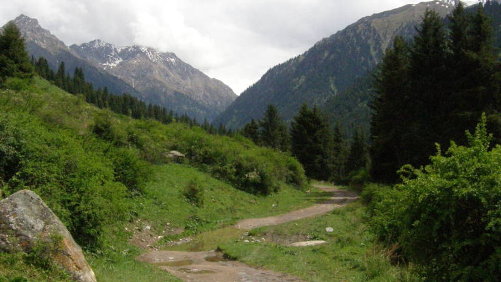 Schrenk spruce stands and green slopes along a valley track in Karakol Canyon, Kyrgyzstan.