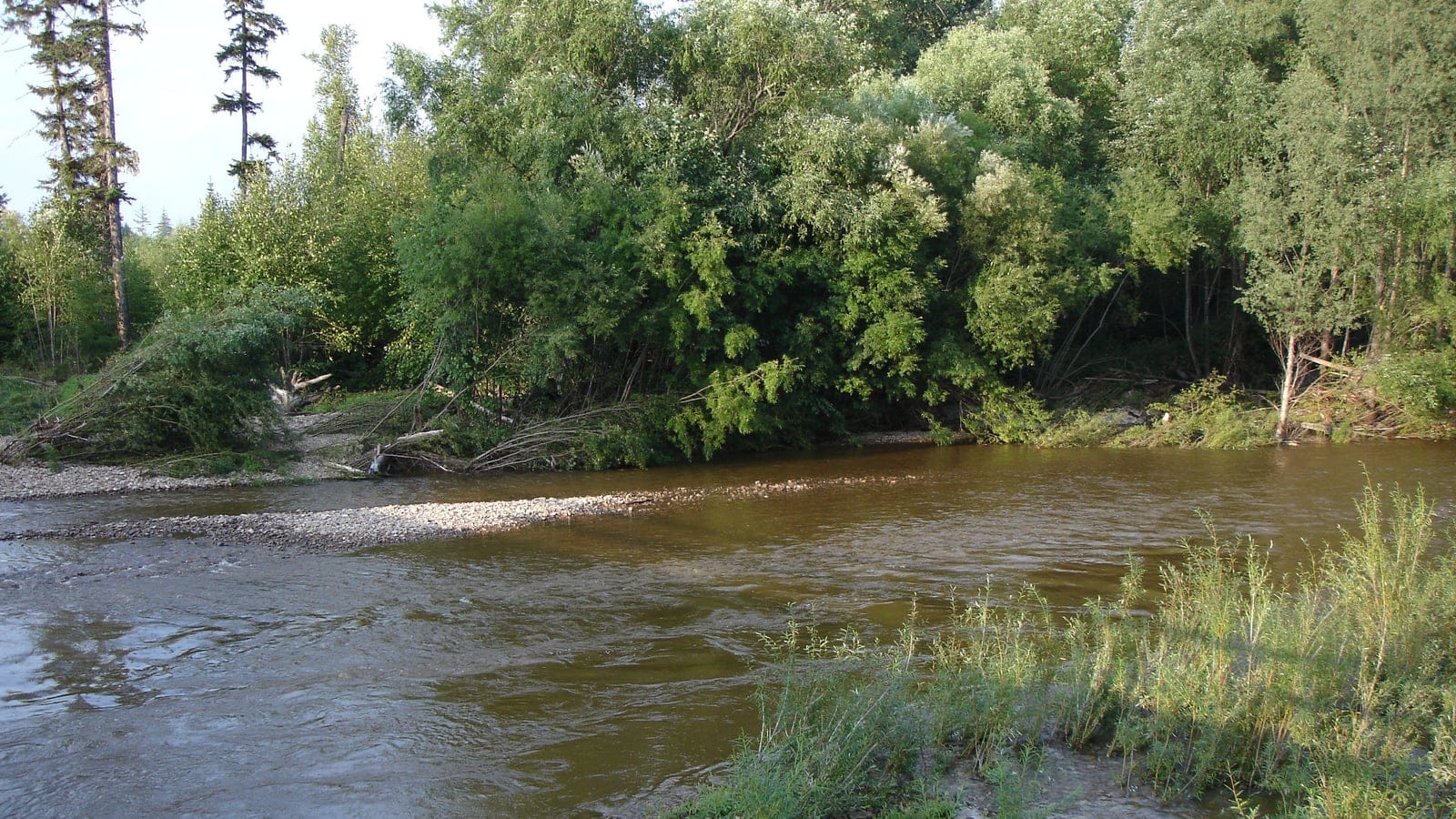 Bosque de taiga de Siberia oriental cerca del pueblo de Imeni Poliny Osipenko, en el krai de Jabárovsk.