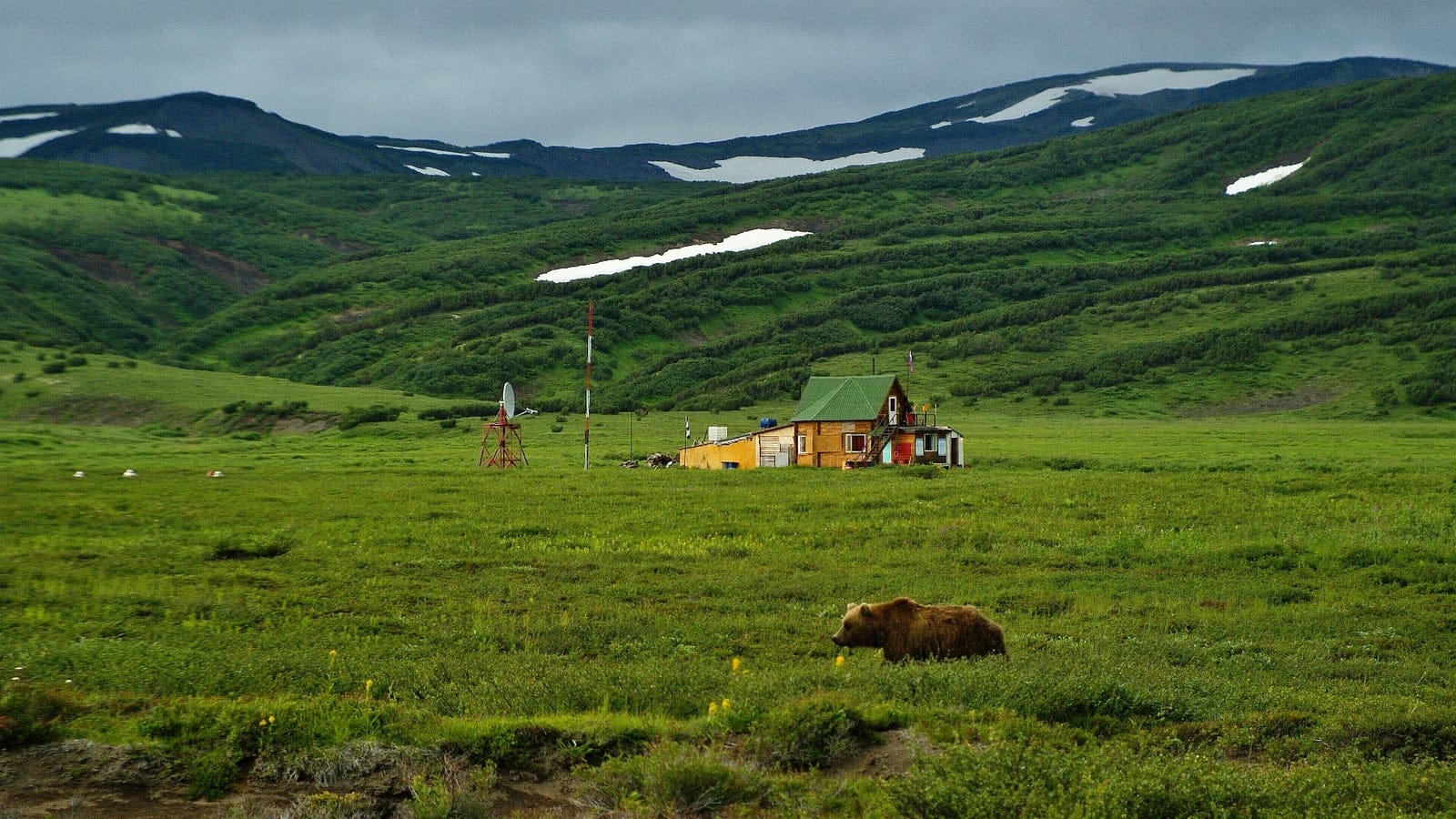 Un oso pardo cruzando un prado húmedo bajo laderas cubiertas de arbustos en una estación de guardaparques de la Reserva de Kronotsky, Kamchatka.