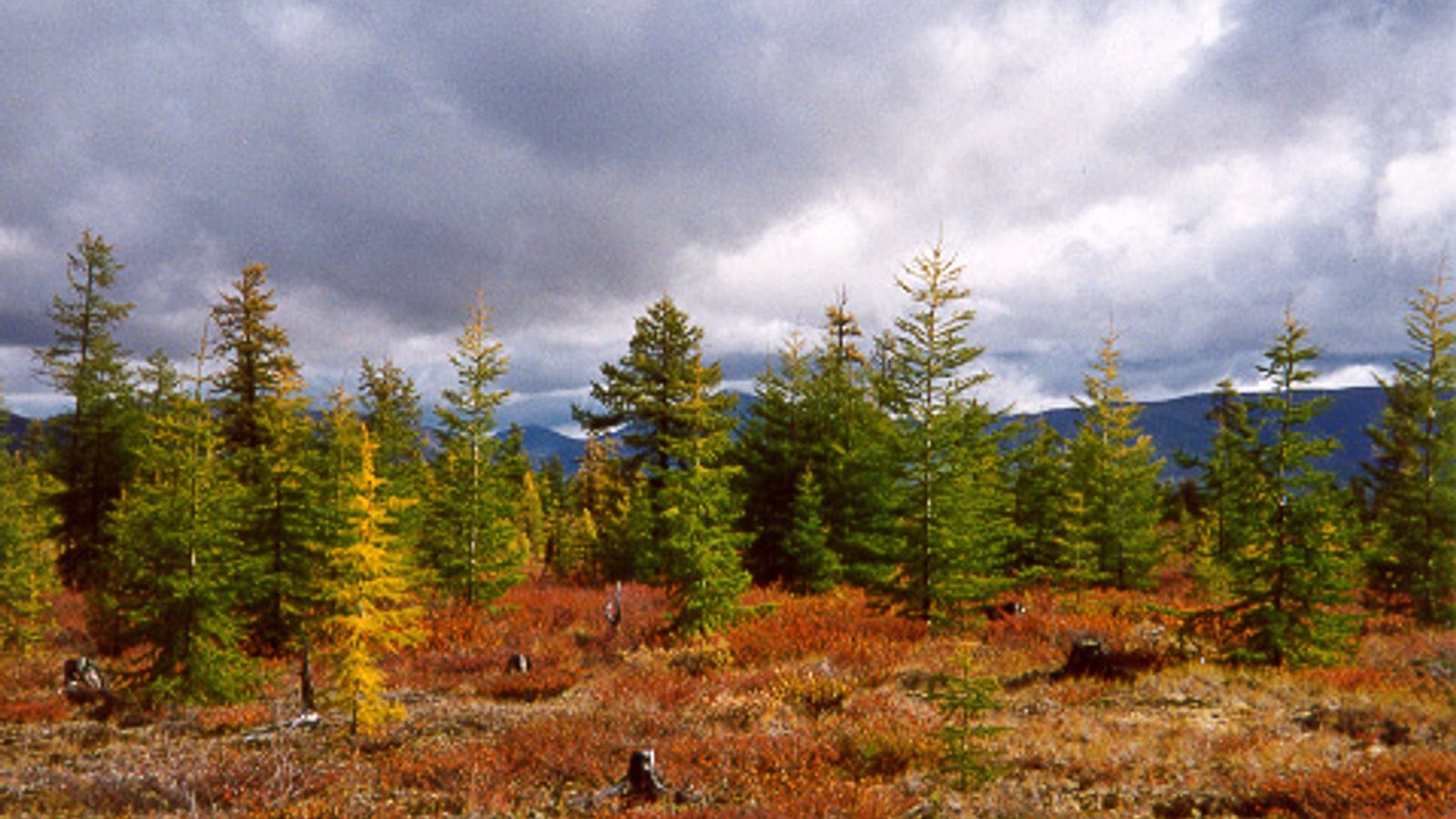 Rodales abiertos de Larix gmelinii sobre un sotobosque rojo de arbustos enanos en el alto Kolyma, Siberia.