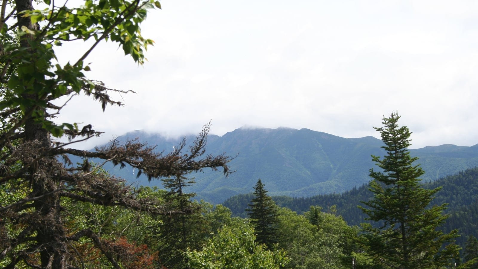 Bosque de abetos y abedules bajo la cresta cubierta de nubes de Gora Lopatina, Sajalín, Rusia.