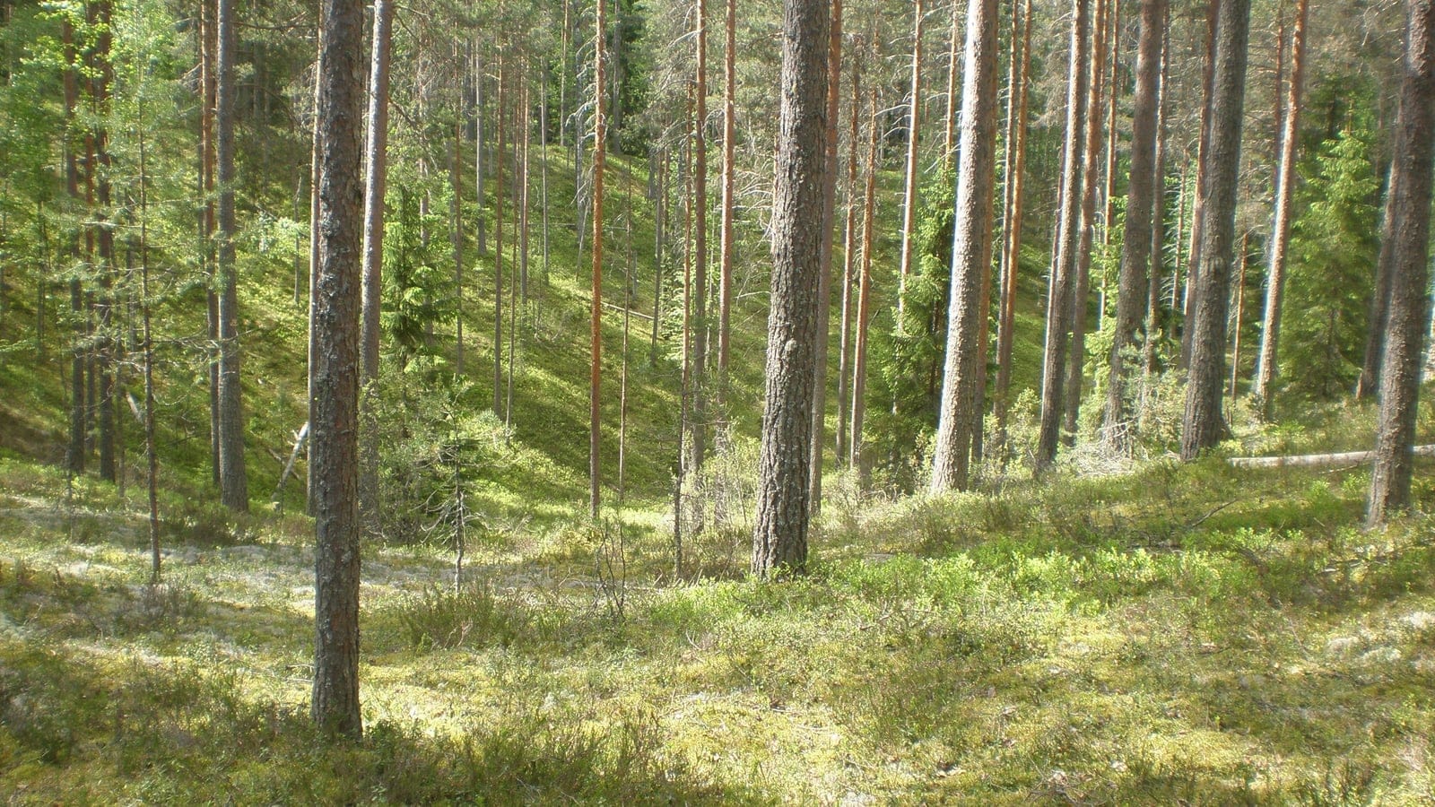 Scots pine trunks over bilberry and lichen ground cover in Leivonmaki National Park, Finland.