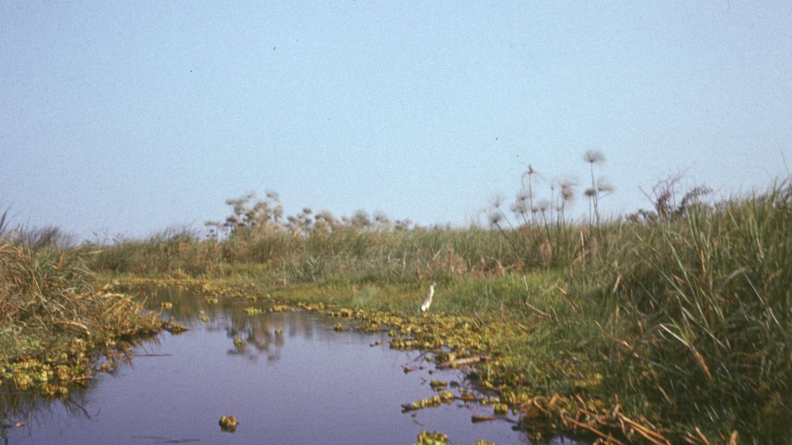 Papyrus and reed beds along a channel on the Lake Chad shore, Borno State, Nigeria.