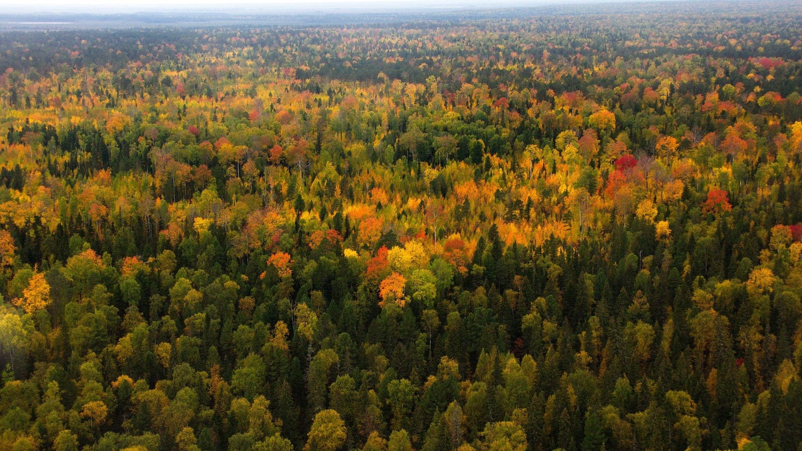 Taiga otoñal desde el aire, abedules y álamos temblones dorados mezclados entre piceas oscuras, Reserva Natural de Yuganskiy, Rusia.