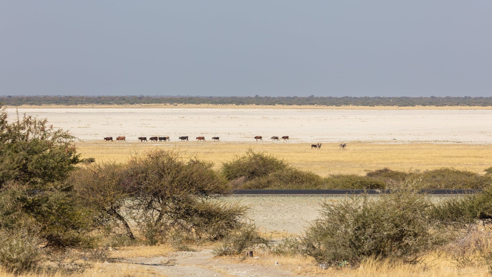 Wildebeest and zebra crossing the grass fringe of a white salt pan, Makgadikgadi Pans National Park, Botswana.