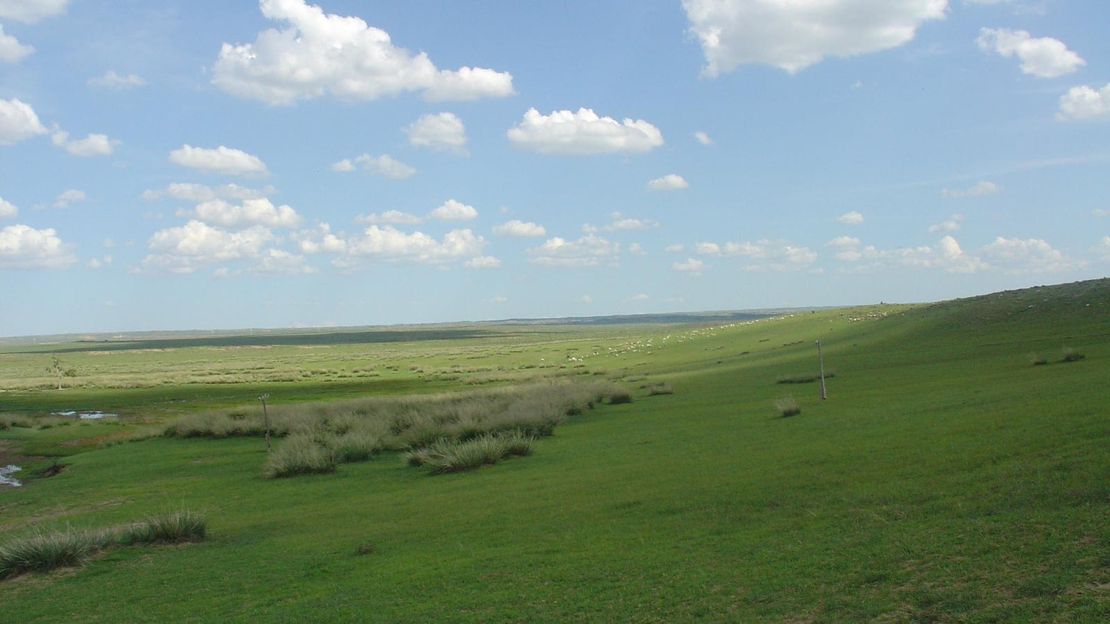 Sheep grazing green steppe with feathergrass tussocks under a cumulus sky, Mongolian grassland.