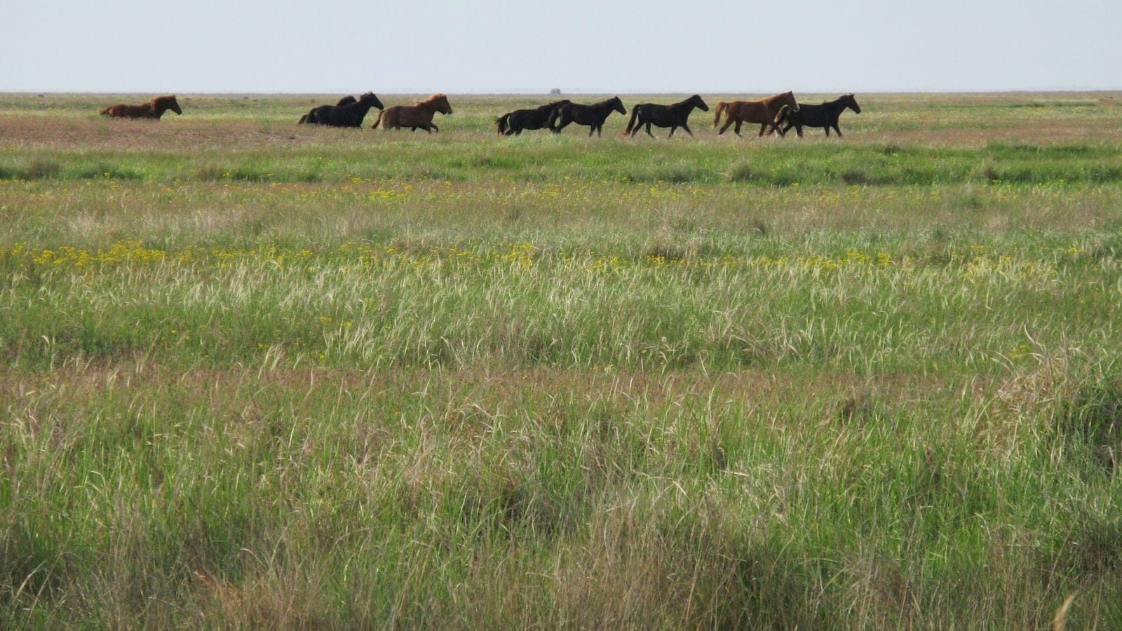 Flowering feather grass steppe with a herd of horses on the skyline, Biryuchyi Island, Ukraine.