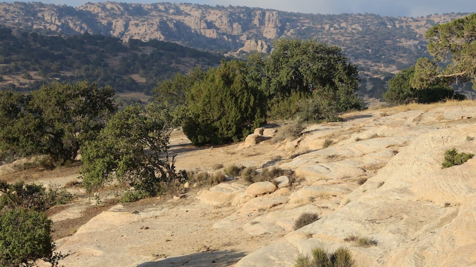 Dry shrubland and rocky terrain in Dana Biosphere Reserve, Jordan.
