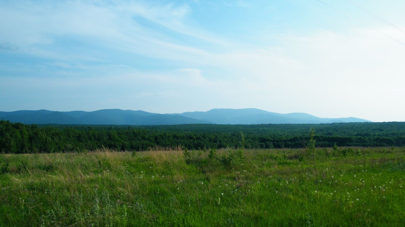 Meadow and forest edge below the Bolshoi Khekhtsir ridge in the Russian Far East.