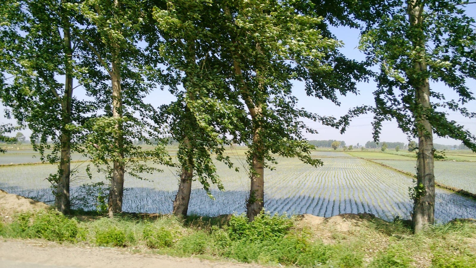 Planted poplars on a road verge above flooded rice paddies near Qian Gorlos, Jilin, China.