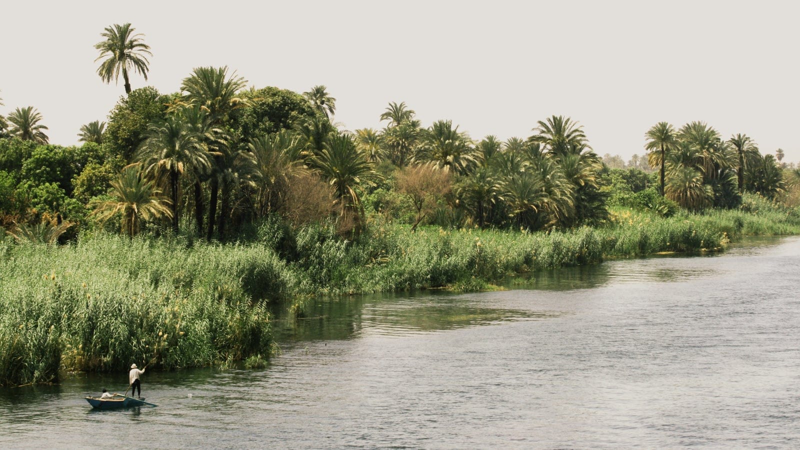 Reed beds and date palm groves lining the Nile between Esna and Edfu, Egypt.