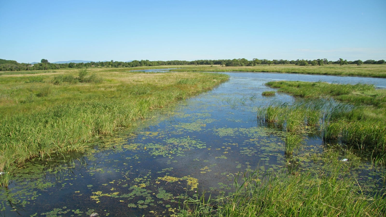 Sedge and reed meadow flanking a lily-strewn channel near Lake Khanka, Russia.