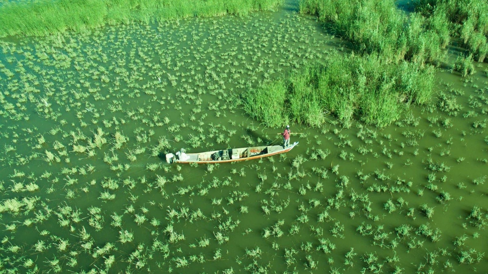 Scattered reed clumps in open green water at the Chibaish Marshes, Iraq.