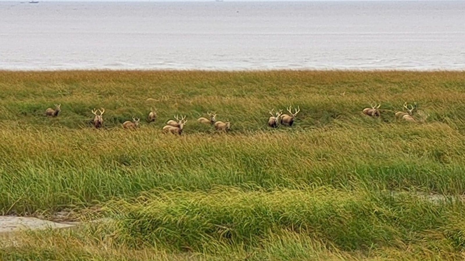 Pere David's deer in the Yancheng Coastal Wetlands, Jiangsu, China.