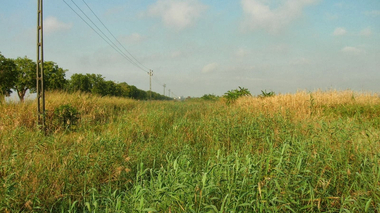 Tall reed and grass sward under a power line on the coastal floodplain at Beira, Mozambique.