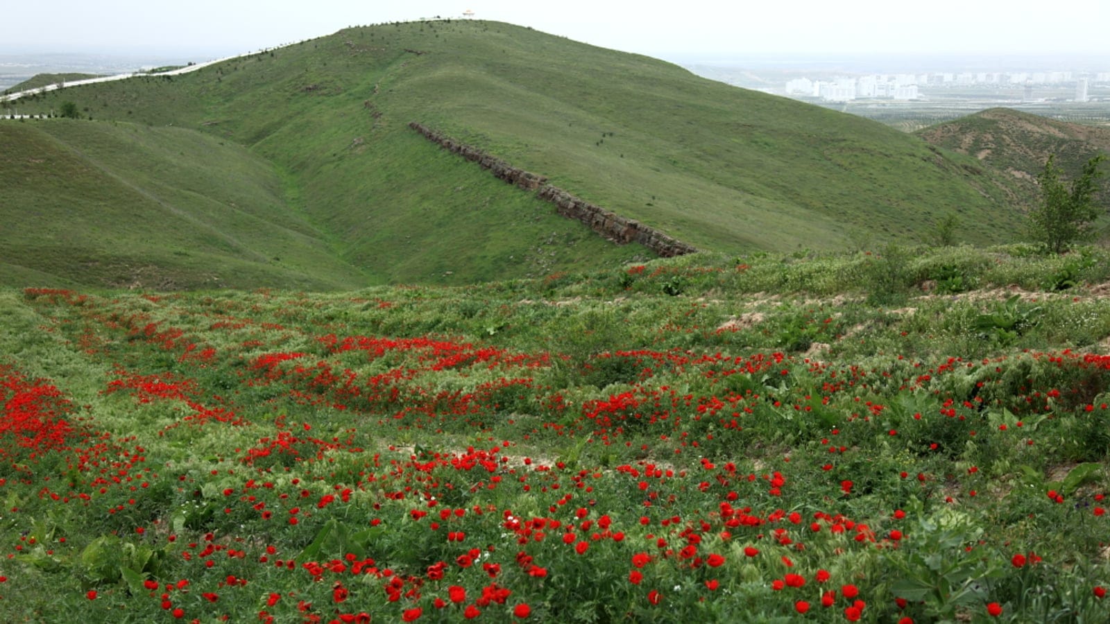 Sheet of red poppies across a grassy foothill with a dry stone wall on the ridge above Ashgabat, Turkmenistan.