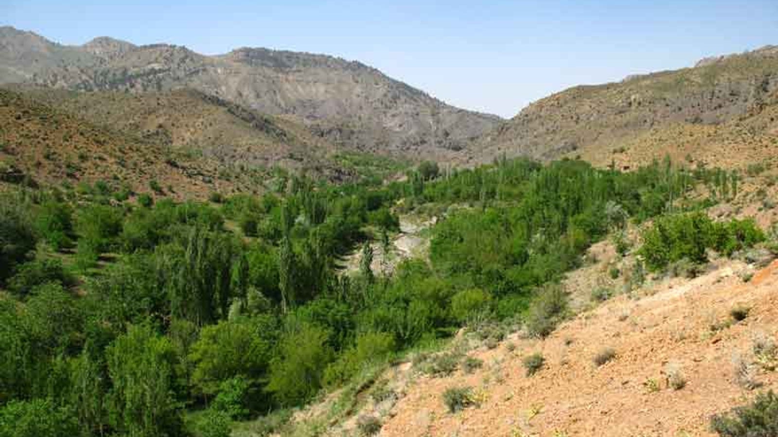 Poplars along a stream between dry shrub-covered slopes at Sar Moshk, Iran.