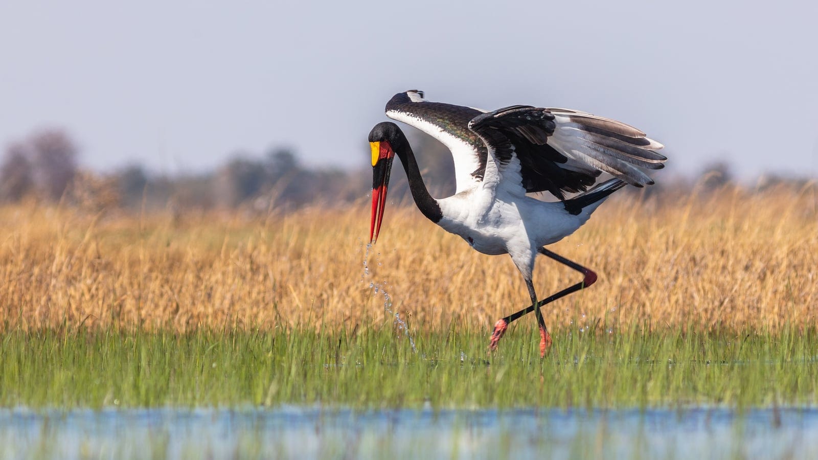 Saddle-billed stork striding through flooded grass in front of golden reedbeds, Okavango Delta, Botswana.