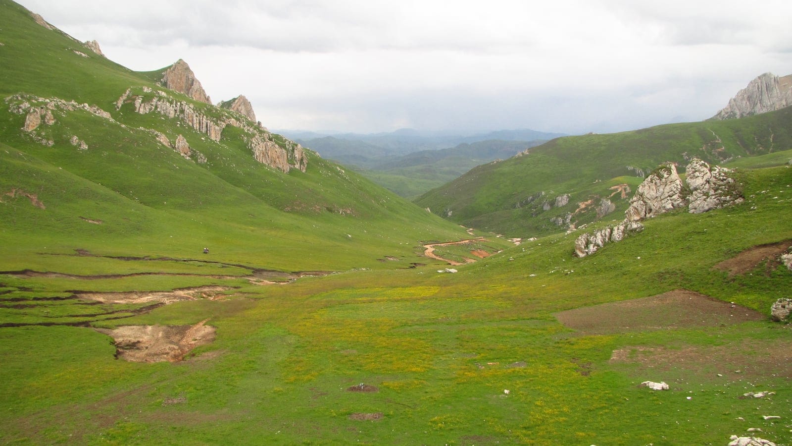 Césped de pradera alpina y hierbas de flores amarillas entre afloramientos de caliza, sureste del Tíbet.