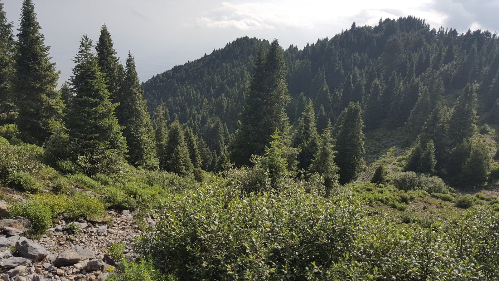 Dense fir stands and a shrubby subalpine slope on the ridges above Parachinar, Kurram District, Pakistan.