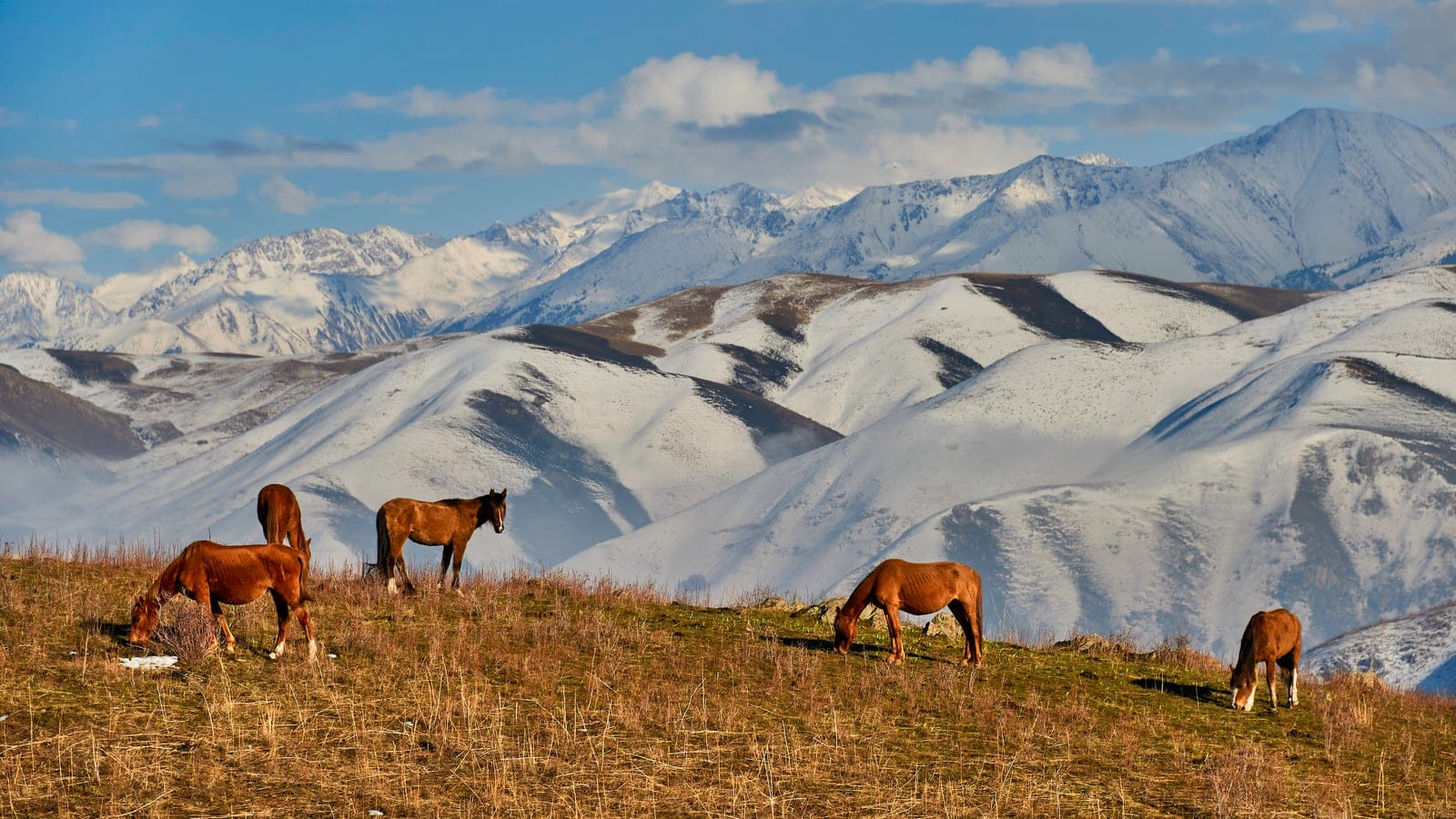 Horses grazing dry steppe turf above snow-covered ranges in the Alatau, Tian Shan.