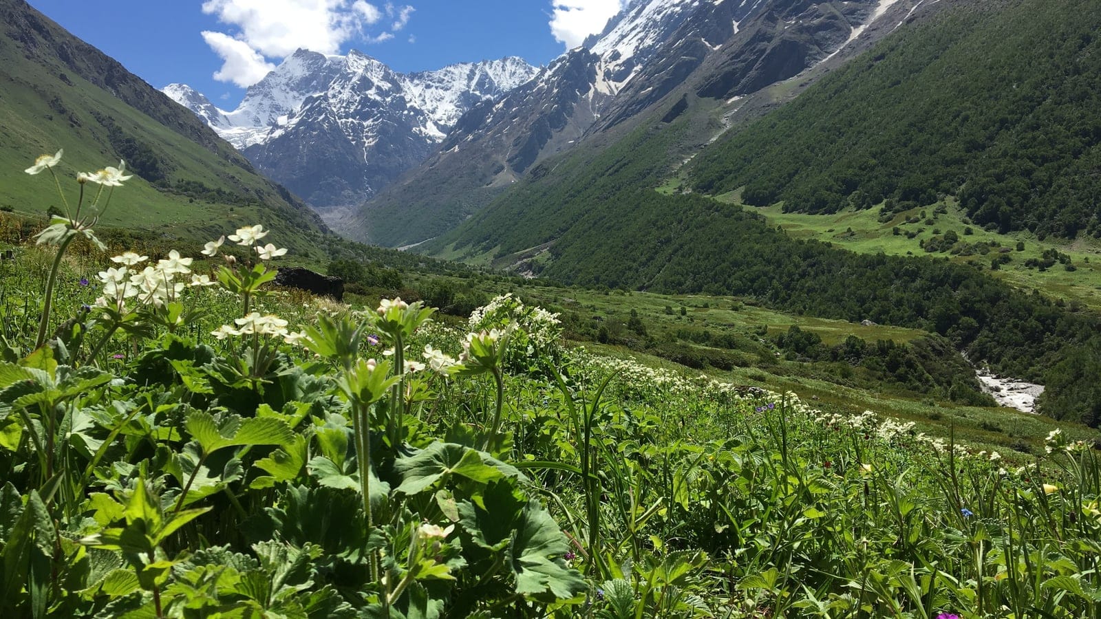 Anemone and geranium herb meadow above a glacier-fed valley, Valley of Flowers, Uttarakhand, India.
