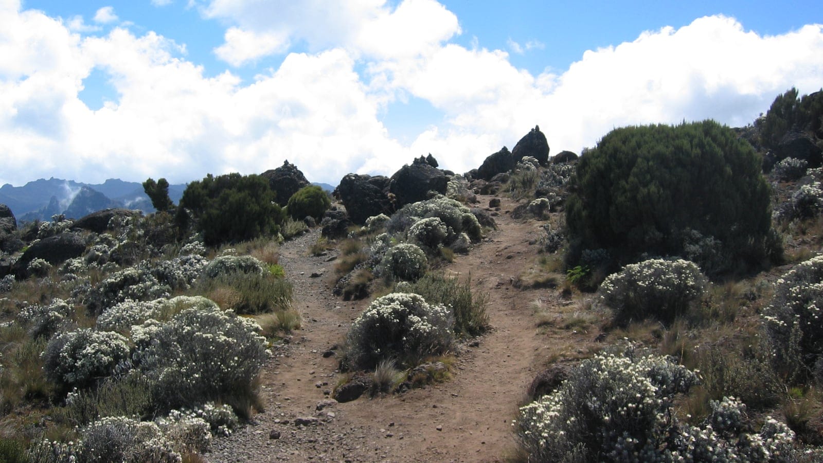 Silvery everlasting cushions and heather scrub along a stony track on the Shira Plateau, Kilimanjaro, Tanzania.