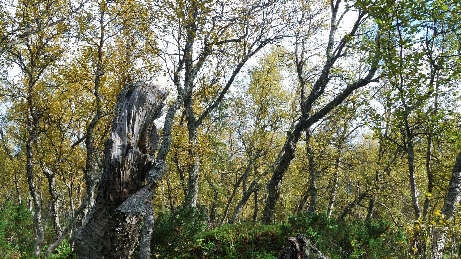 Lichen-crusted mountain birch and a broken snag above dwarf shrub heath, Ljungdalen, Sweden.