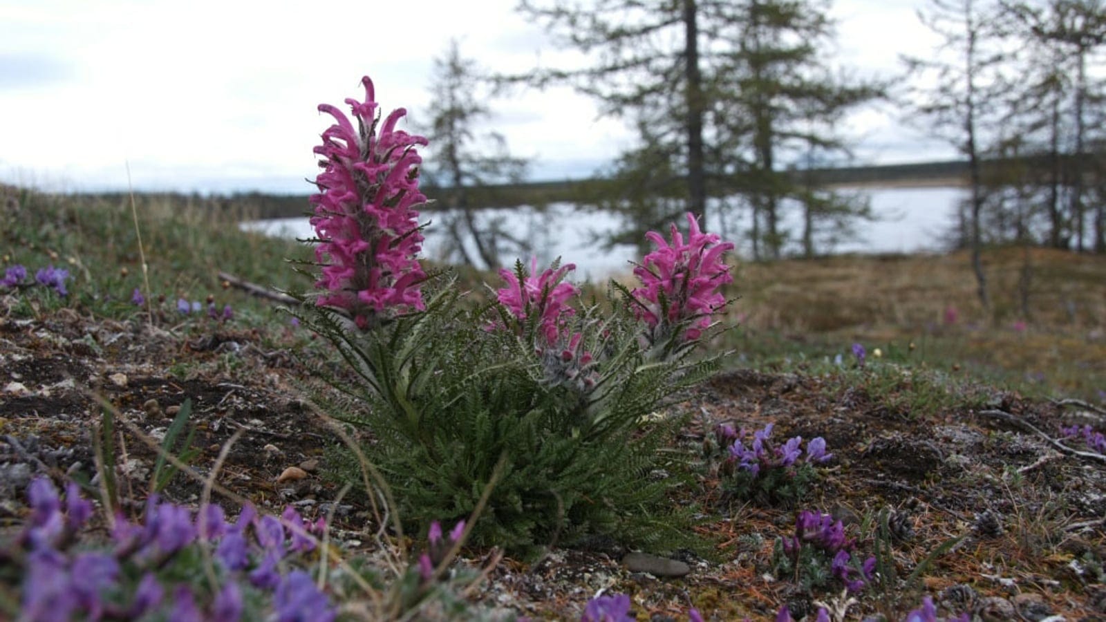 Pink Pedicularis and purple Oxytropis flowering on lichen tundra beside a lake, Taimyr Peninsula, Russia.