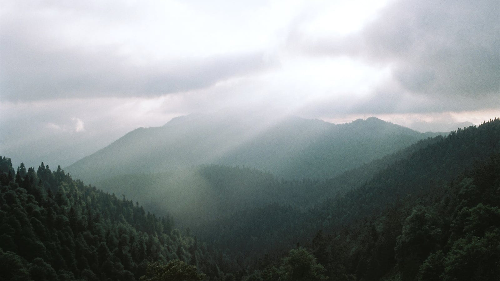Mixed forest in Yedigoller National Park, Turkey.