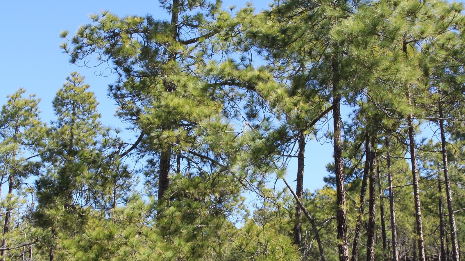 Canary Island pine forest near Chio, Tenerife.