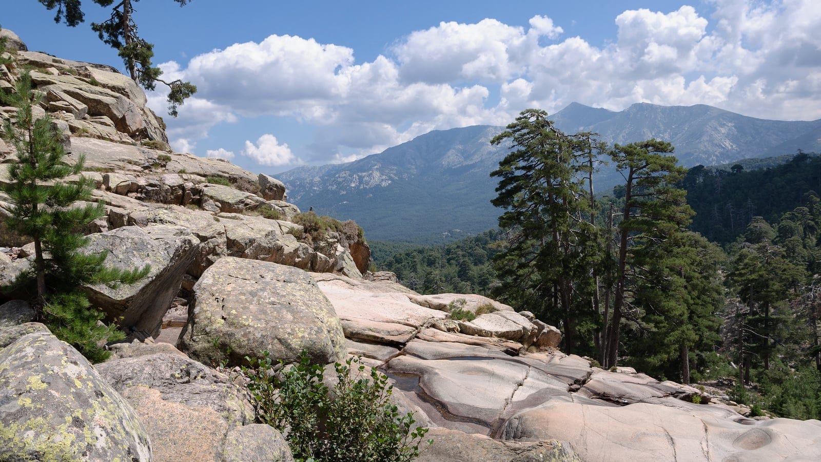 Corsican pine landscape near Radule, Corsica.