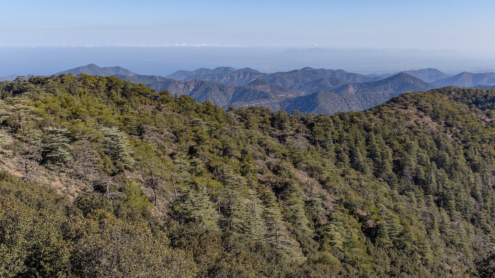 Cedar trees and pines on Mount Tripylos in the Troodos Mountains of Cyprus.