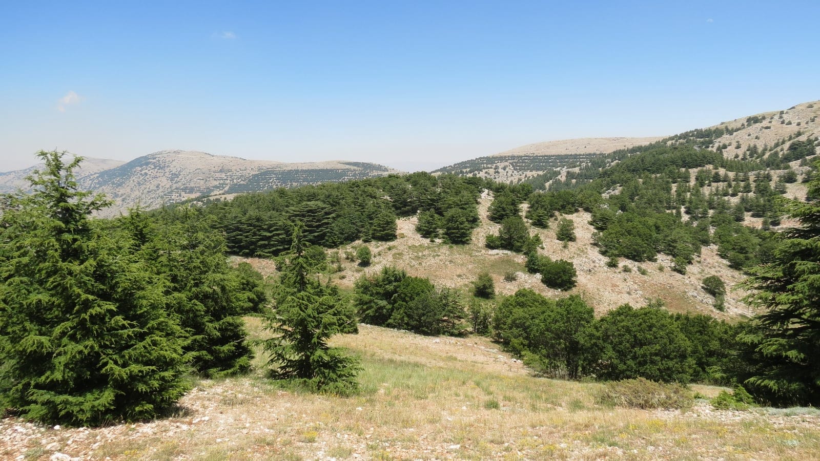Dry-season cedar forest and limestone hills at Barouk Cedar Forest in Lebanon.