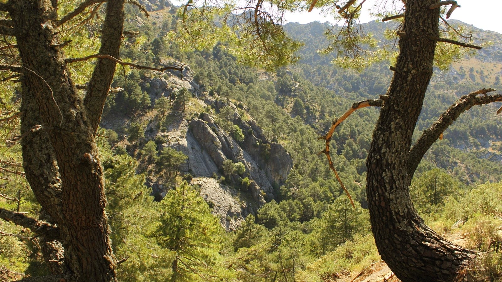 Pine forest and limestone crags framed by old pines at Cazorla, Spain.