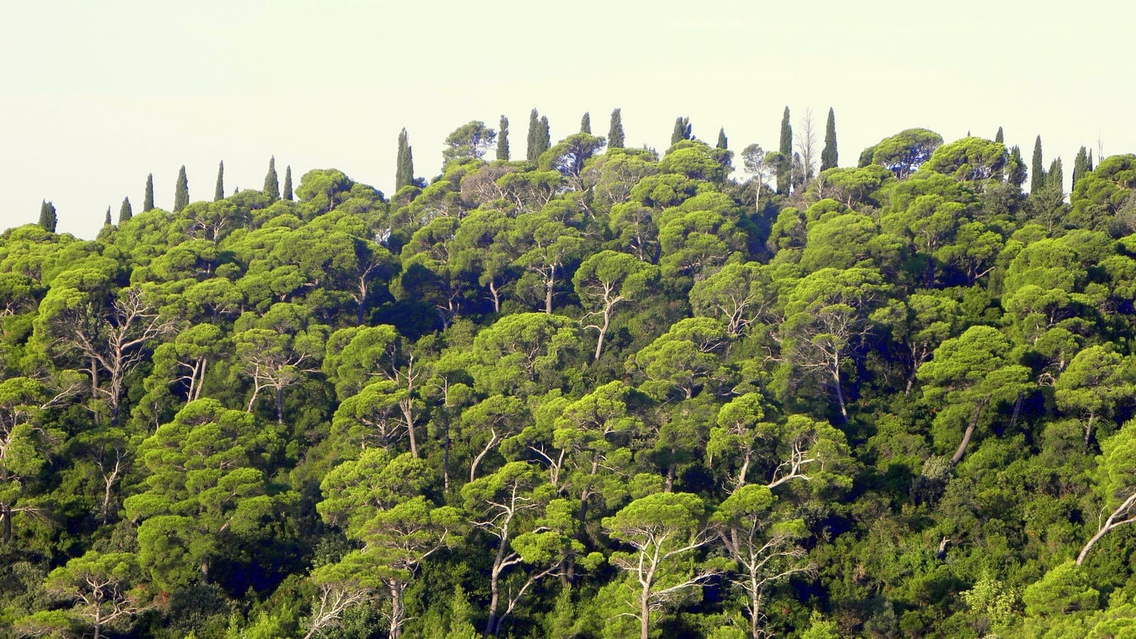 Aleppo pines and cypresses covering a hillside near Dubrovnik, Croatia.
