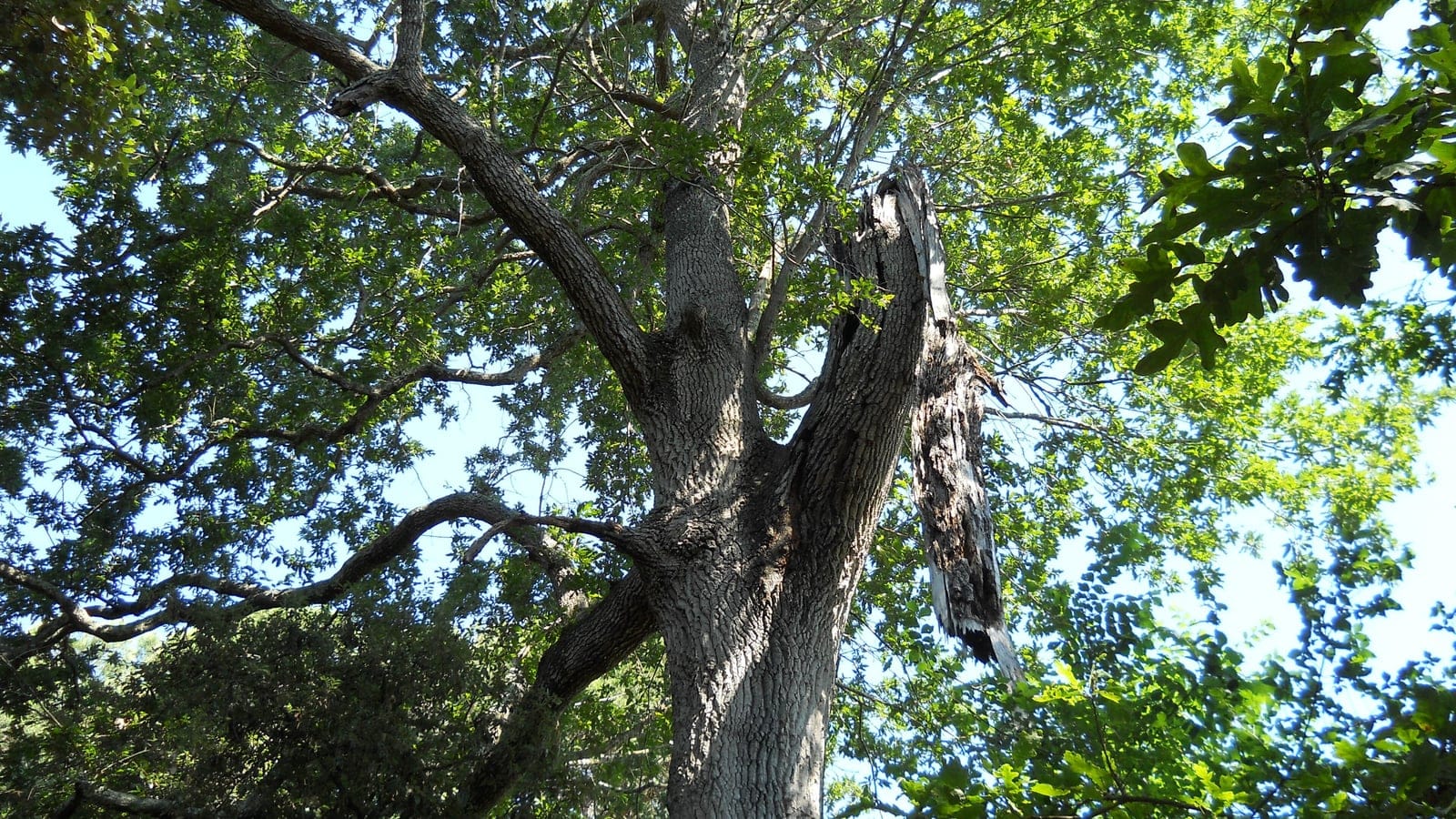 Looking up into the crown of an old oak at Migliarino San Rossore, Tuscany.