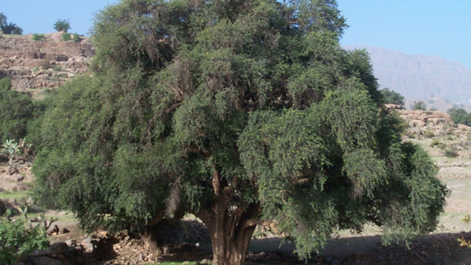 A spreading argan tree on dry stony ground near Taroudant, Morocco.