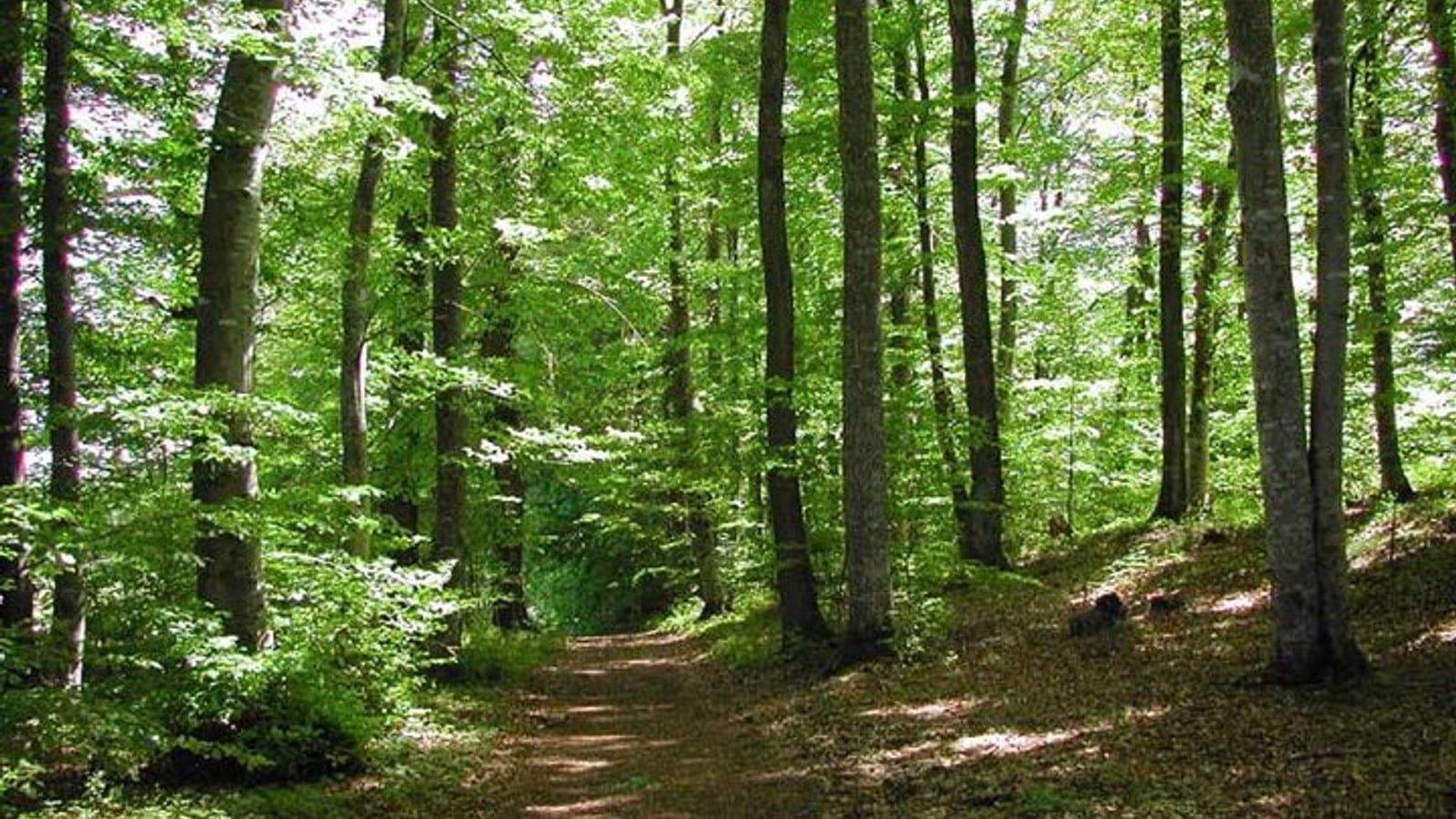 Path through broadleaf woodland with straight grey trunks at Gammarth, Tunisia.