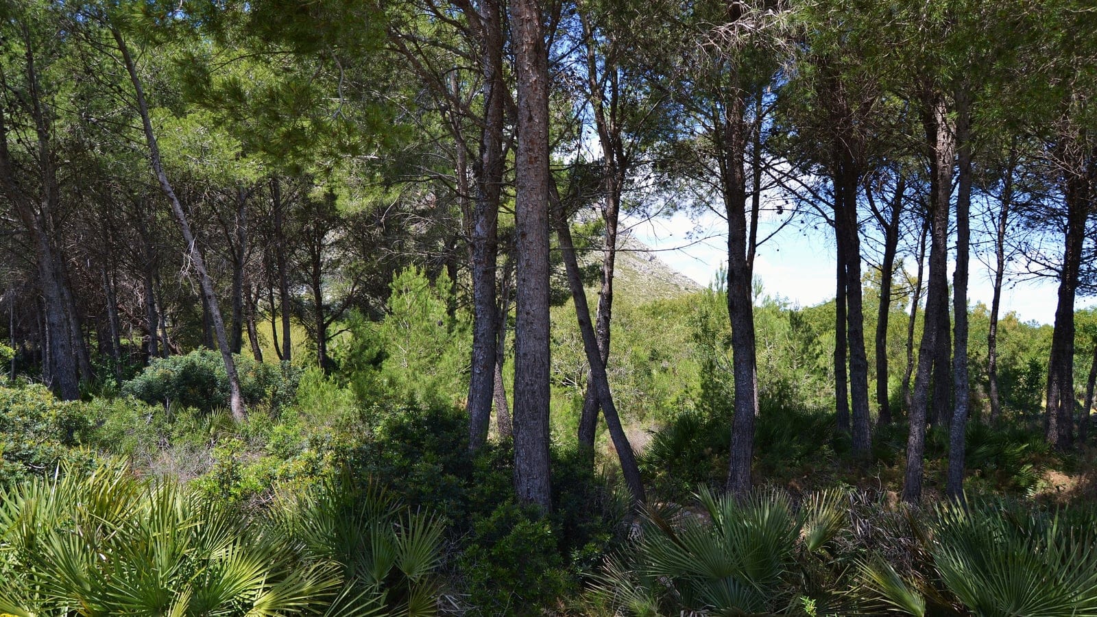 Dwarf fan palms and evergreen shrubs under Aleppo pines at El Montgo, Spain.
