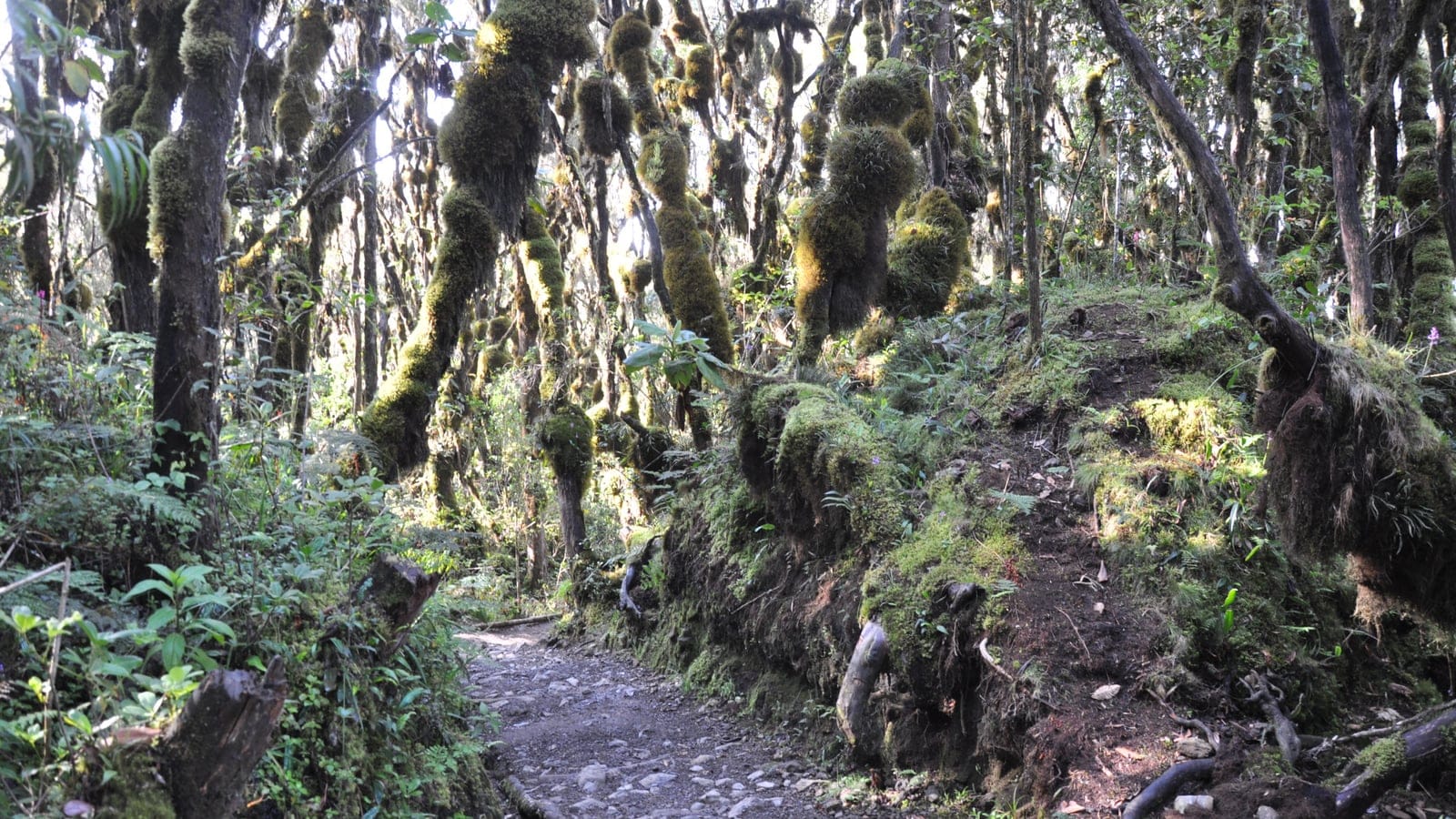 Arbres chargés de mousses et d'épiphytes se pressant le long d'un sentier à travers la ceinture de forêt de montagne du Kilimandjaro, Tanzanie.