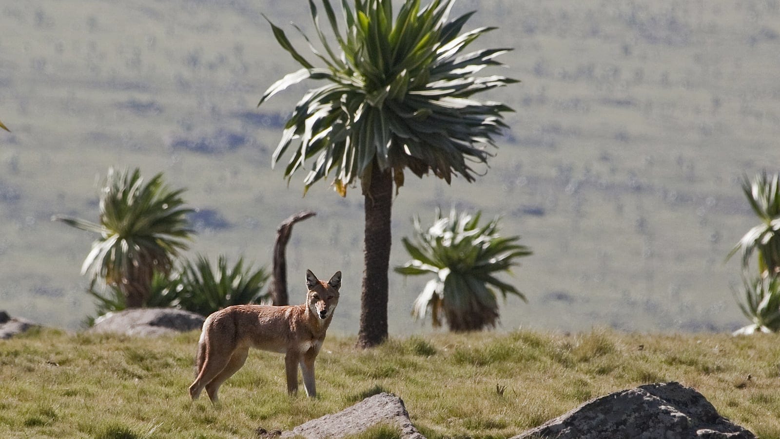 Ethiopian wolf on short Afroalpine turf among giant lobelia rosettes, Simien Mountains, Ethiopia.
