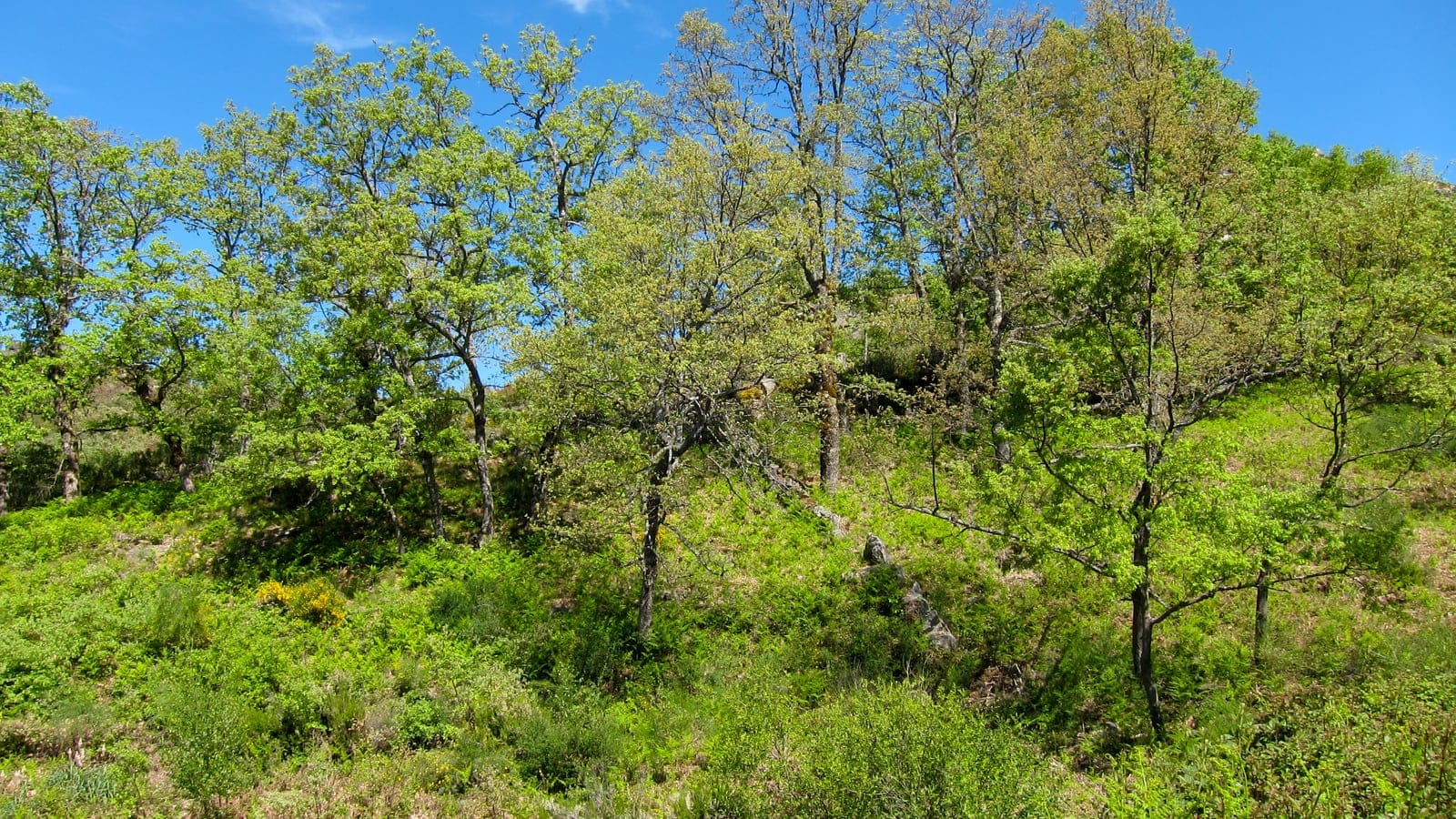 Oaks in spring leaf over broom and gorse at Montesinho Natural Park, Portugal.