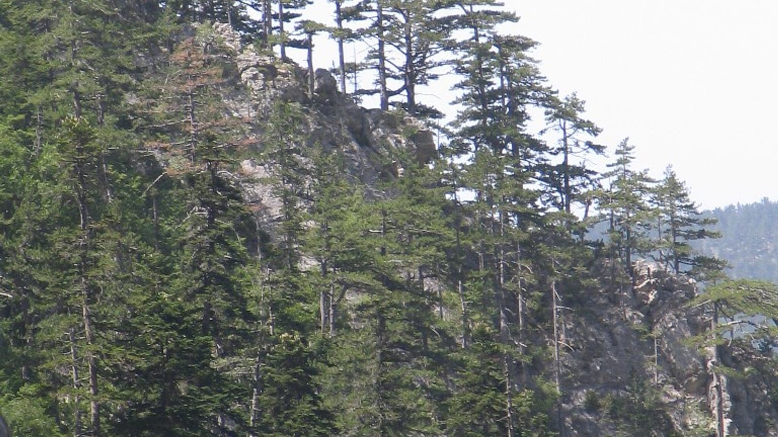 Forest on the western slope of Mount Olympus in Greece.