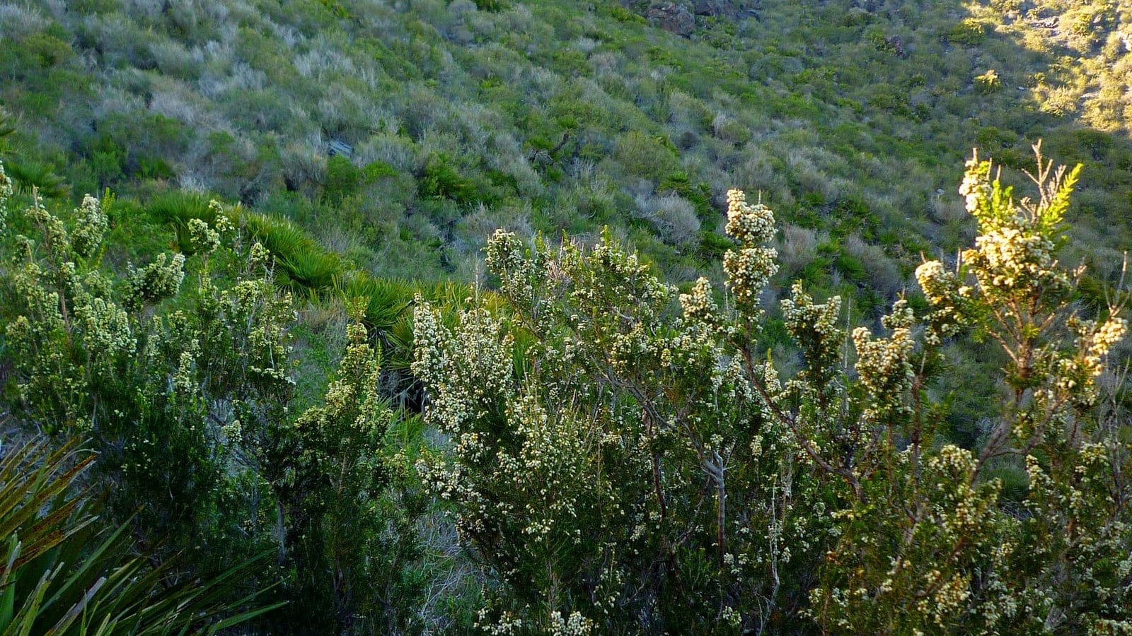 Tree heath in cream flower over dwarf fan palm and grey scrub on a hillside at Calblanque, Cartagena, Spain.