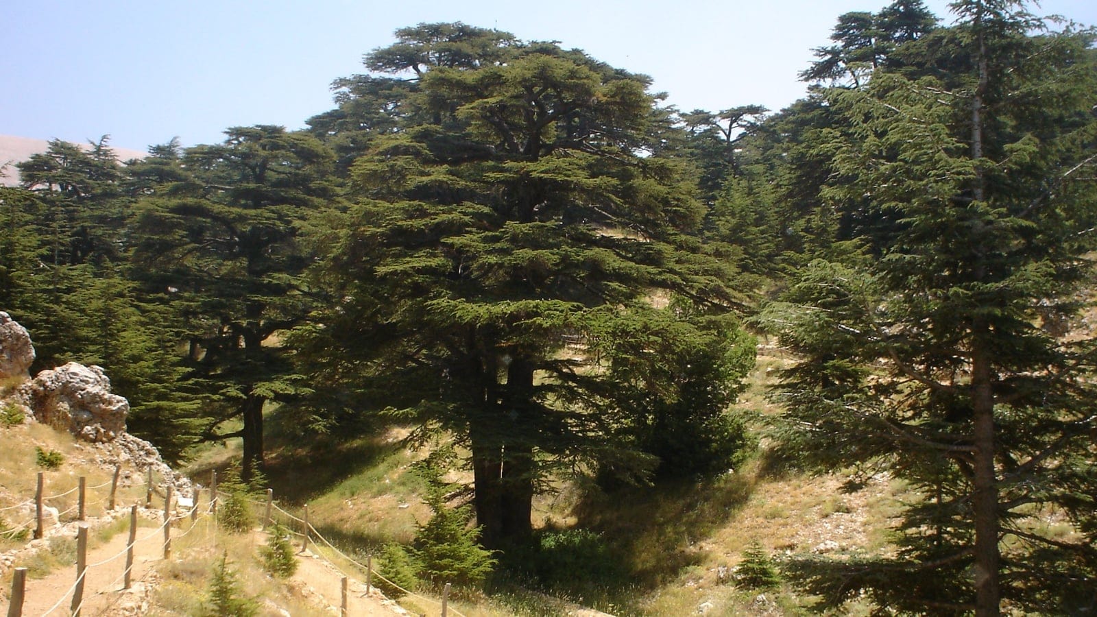 Old Lebanon cedars (Cedrus libani) on a dry stony slope at the Cedars of God, Bsharri, Lebanon.