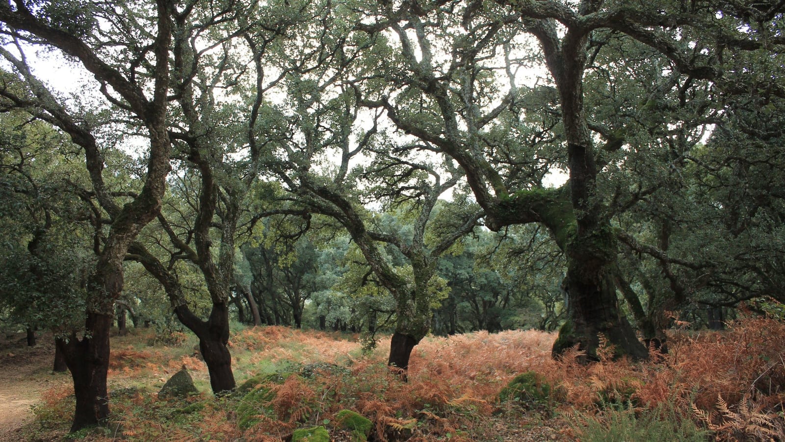 Cork oaks with stripped trunks over bronzing bracken at La Sauceda, southwest Spain.