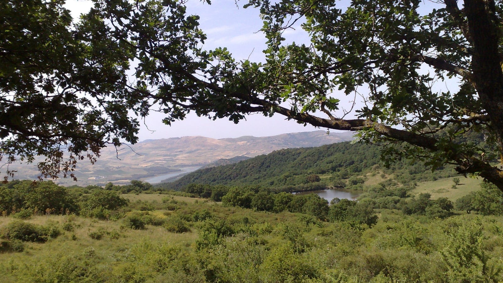 Oak branch framing evergreen oak woodland and grazed clearings at Ficuzza, Sicily.