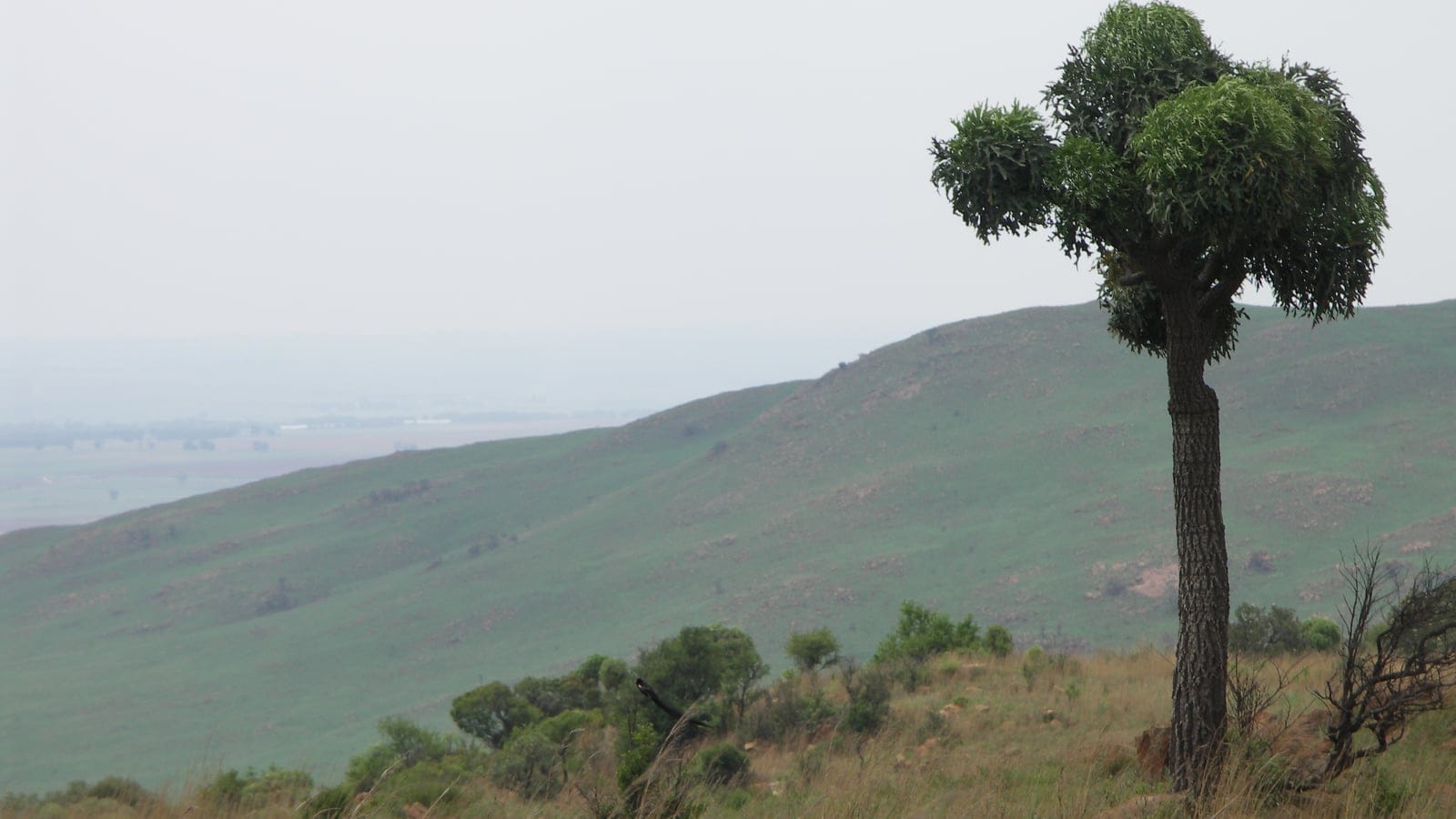 A cabbage tree on a grassy ridge above rolling Highveld grassland, Suikerbosrand, Gauteng.
