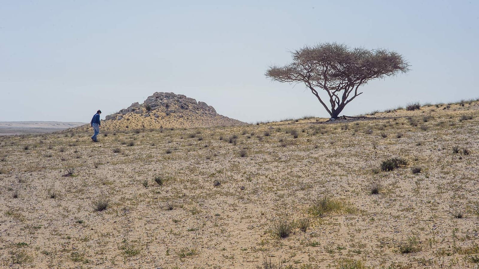 A lone Acacia tortilis on a gravel plain scattered with dwarf shrubs near Umm Bab, Qatar.